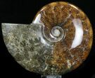 Cleoniceras Ammonite Fossil - Madagascar #32535-1